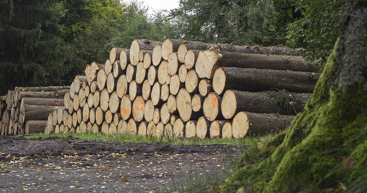 Gestapelte Baumstämme im Wald